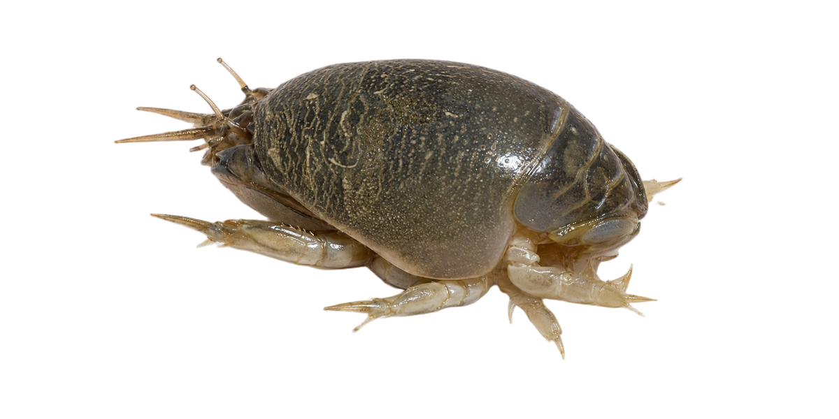 Live sand crabs (sand fleas) — FishMTK bait