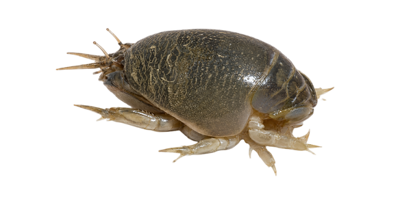 Live sand crabs (sand fleas) — FishMTK bait