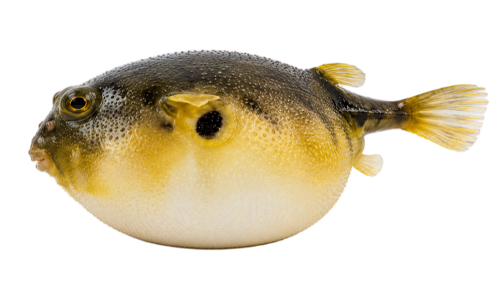 Blowfish illustration