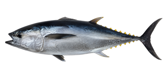 Bluefin Tuna illustration