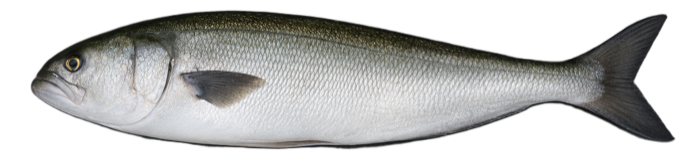 Bluefish illustration