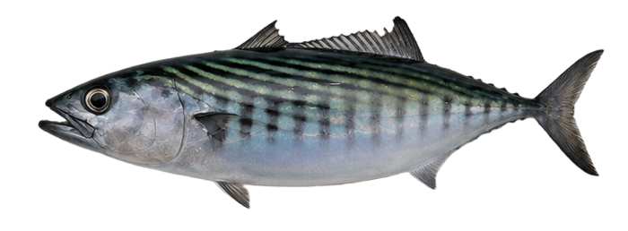 Bonito illustration
