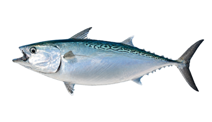 False Albacore illustration