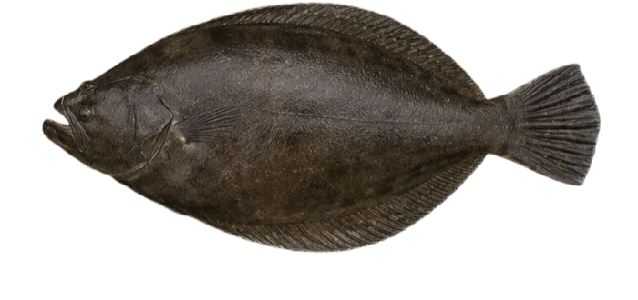Fluke illustration