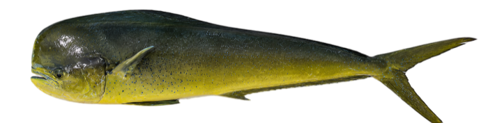 Mahi Mahi illustration