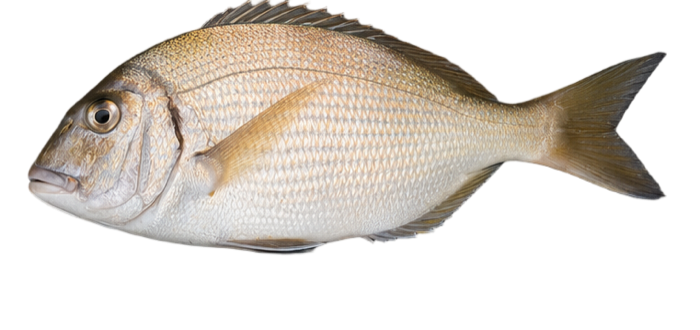 Porgy illustration