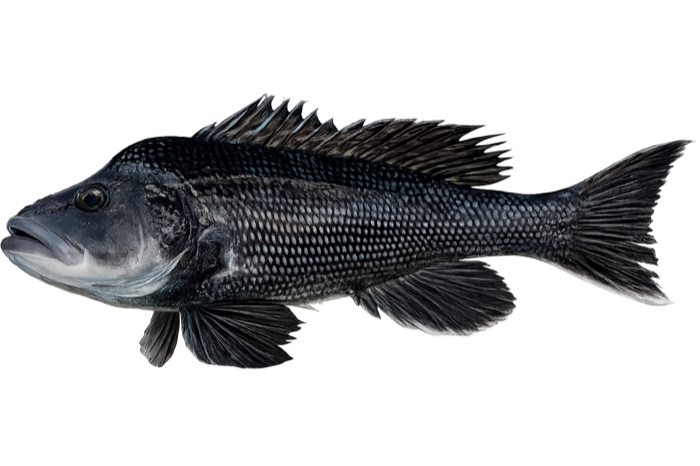 Sea Bass illustration