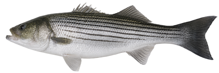 Striped Bass illustration