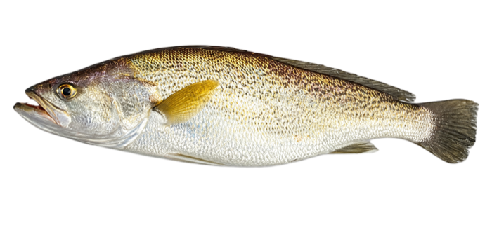 Weakfish illustration